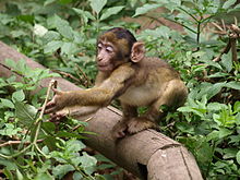 A young macaque at the Montagne des Singes, Alsace Baby monkey at Montagne Des Singes, Alsace.jpg