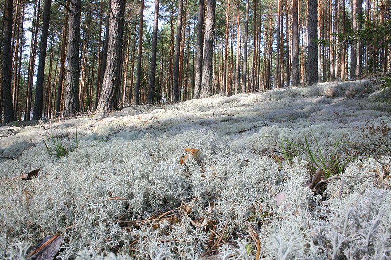 File:Baltie ķērpji.White lichens - Guntars Mednis - Panoramio.jpg