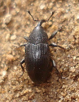 Baris artemisiae