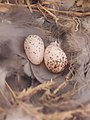 Barn swallow Nest 20190327 134630.jpg