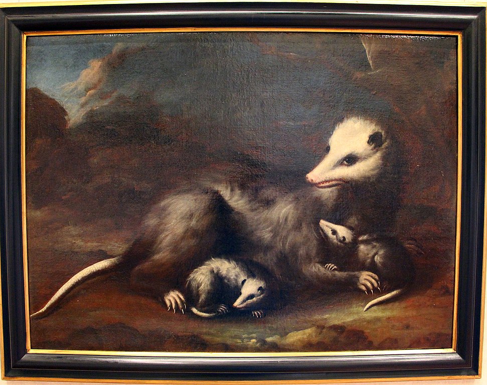 971px-Bartolomeo_bimbi%2C_opossum_con_due_piccoli.JPG