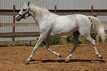 a slim silver-grey horse trotting