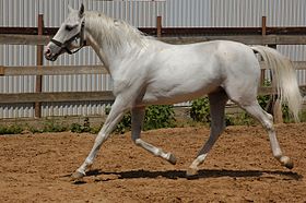 Basilick, Tersk-hingst med sølvgrå frakke.