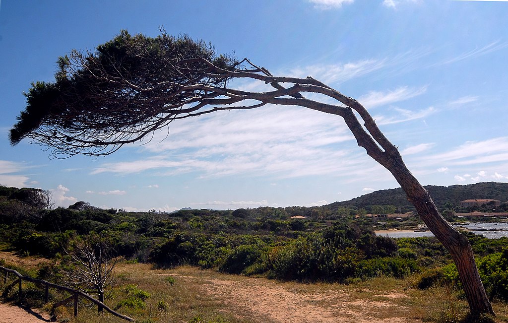 Windswept trees