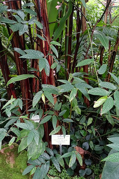 File:Begonia coccinea - Botanischer Garten - Heidelberg, Germany - DSC01018.jpg