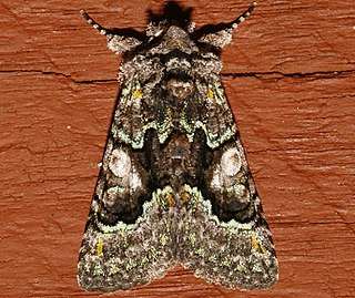 <i>Behrensia conchiformis</i> Species of moth