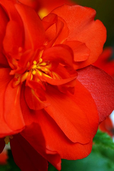 File:Belgium-5514 - Abbey Flower (13270489164).jpg