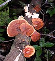 Unknown "Bracket-Fungus"