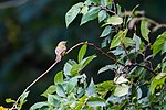 Thumbnail for File:Bell's vireo (50425475751).jpg