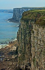 Vignette pour Falaises de Bempton