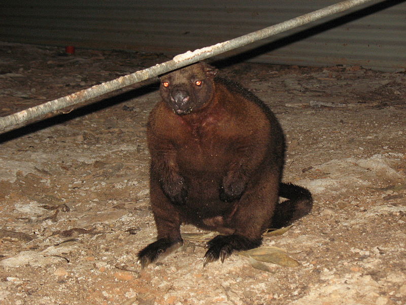 Bennetts Tree Kangaroo Kimberley NQld.JPG