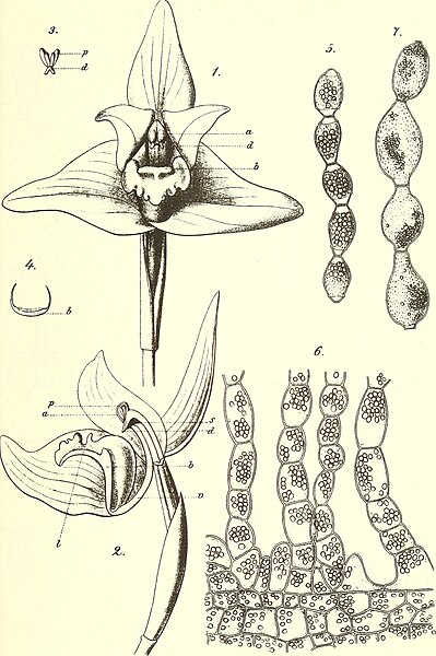 File:Berichte der Deutschen Botanische Gesellschaft (1886) (20178720728).jpg