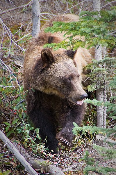 File:Berries are Yummy (5004711979).jpg