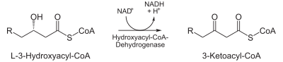 3) 3-hydroxyacyl-CoA – 3-oxoacyl-CoA