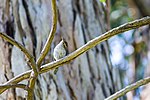 Thumbnail for File:Bewick's wren (26143640920).jpg