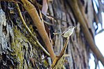 Thumbnail for File:Bewick's wren (26416491645).jpg