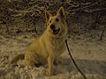 Biały pies na śniegu w Poznaniu - grudzień 2018 - 3.jpg