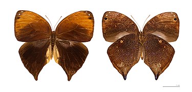  Museum specimen ♀ Both sides