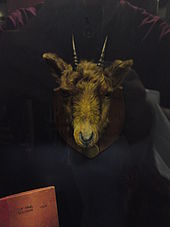 Billy the Goat's preserved head on display in the Manchester United museum Billy the Goat.JPG