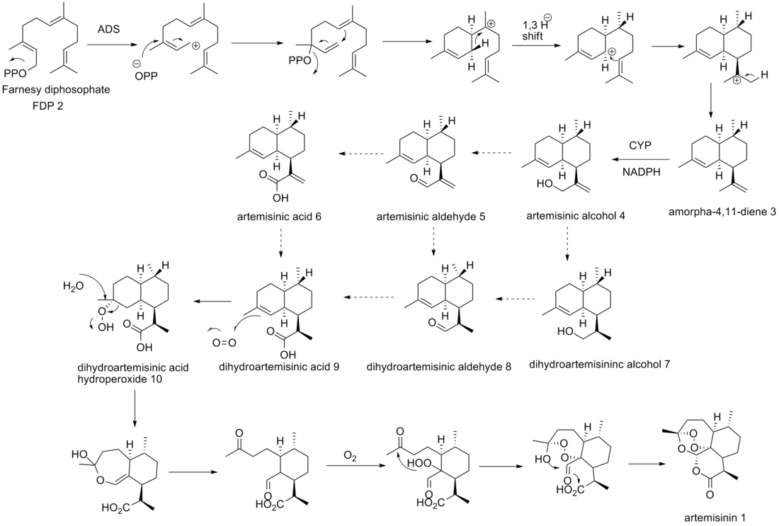 File:Biosynthesis of artemisinin.png