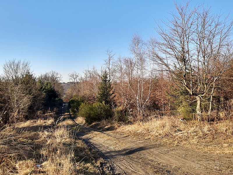 File:Birches, Ehrenbach.jpg