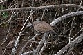 Black-winged Ground-Dove (Metriopelia melanoptera) (8077541950).jpg