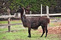 Black Llama.jpg