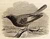 Woodcut of Black Redstart, both drawn onto wood and engraved by Thompson