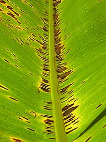 Lesions on mature leaf Black Sigatoka.jpg