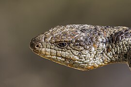 Tiliqua nigrolutea (Blotched blue-tongued lizard) head