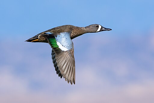 Blue-winged teal at Sacramento National Wildlife Refuge-5326