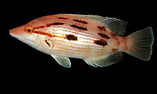 Bodianus unimaculatus.jpg