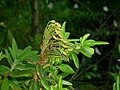 Rhododendron groenlandicum Bog Labrador tea