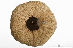 File:Boletia rosea - ECH-000277 hab-ven.tif (Category:Echinodermata in the Natural History Museum of Denmark)