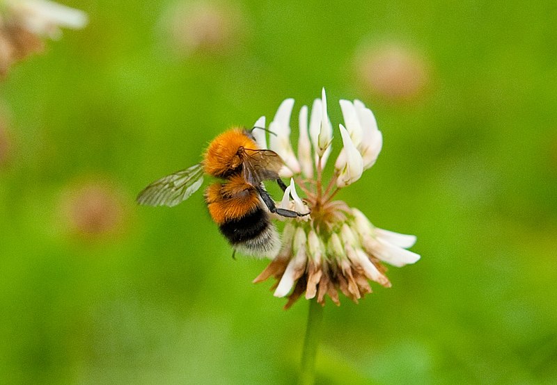 File:Bombus hypnorum hann2.jpg