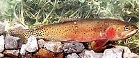 Bonneville Cutthroat.jpg