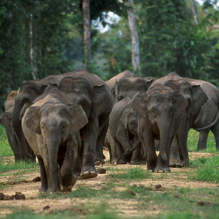 Female elephants live in stable groups, along with their offspring.
