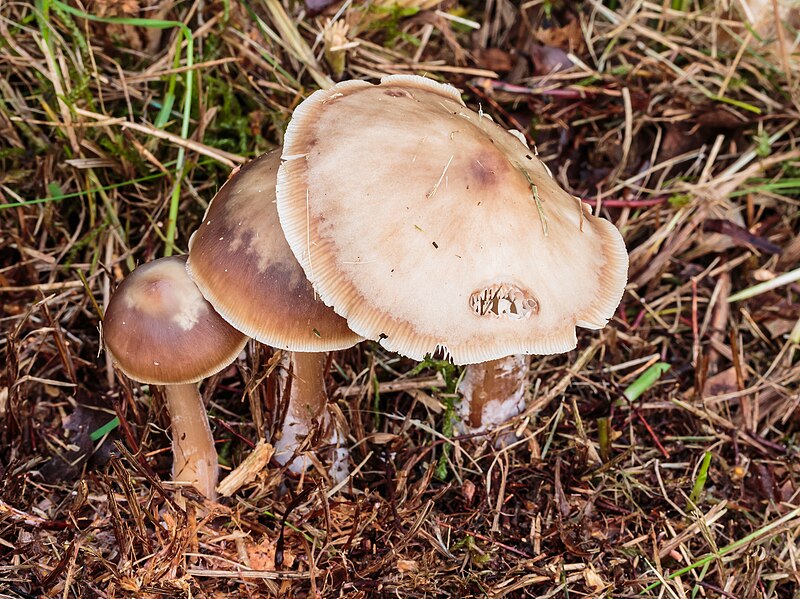 File:Botercollybia zwam. (Rhodocollybia butyracea) Locatie, Hortus (Haren, Groningen) 02.jpg