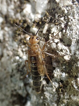 <span class="mw-page-title-main">Panorpodidae</span> Family of insects