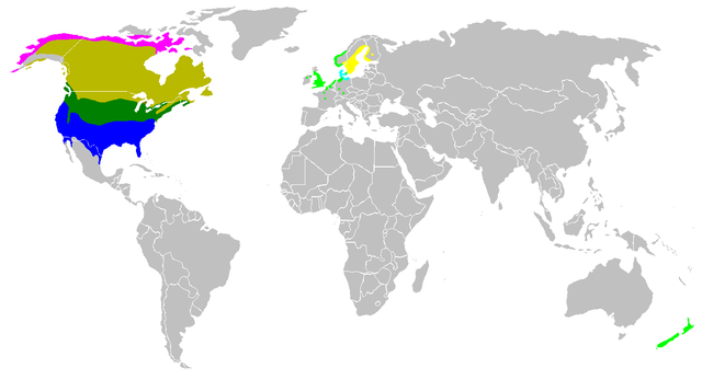 Razširjenost kanadske gosi, tako domorodne (temni odtenki) kot uvedene (svetli odtenki) populacijePoleti: rumenoskozi vse leto: zelenopozimi: modroBranta hutchinsii poleti: rožnato