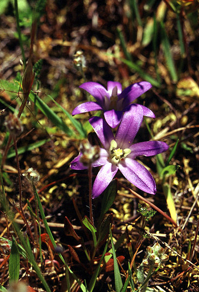 File:Brodiaeacoronaria.jpg