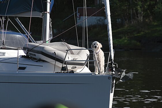 Dog on sailing boat on Holmenfjorden near Brønnøya, Norway