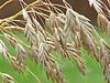 Bromus secalinus1.jpg