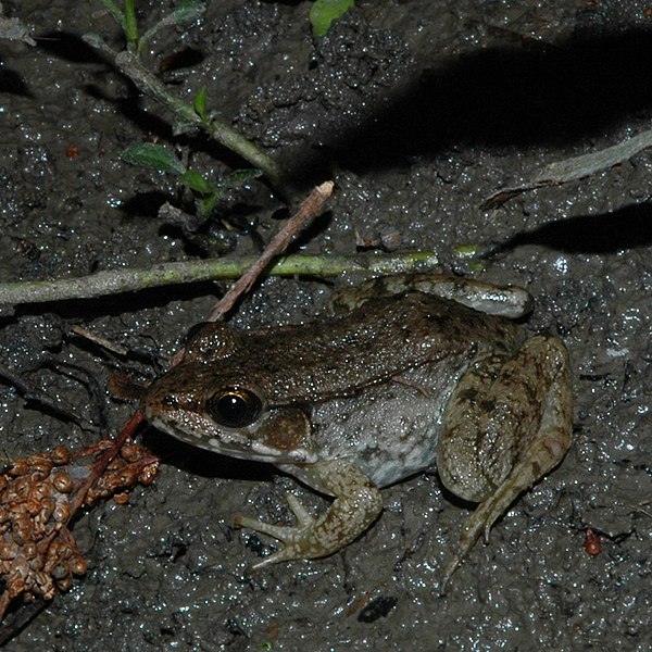 File:Bronze Frog (Rana clamitans), Liberty Co., Texas USA (27 March 2007).jpg