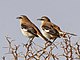 Brown-backed Mockingbird (Mimus dorsalis) (8077607184).jpg