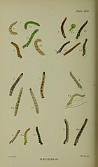 Figs 2, 2a, 2b, 2c, 2d, 2e larvae in various stages Buckler W The larvae of the British butterflies and moths PlateCXLI.jpg
