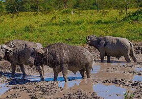 Buffaloes at Lake Mburo