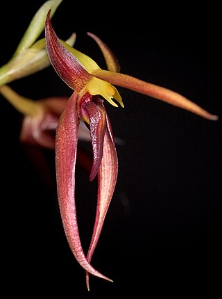 <i>Bulbophyllum basisetum</i> Species of orchid