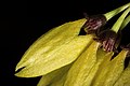 Bulbophyllum retusiusculum