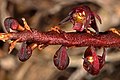 Bulbophyllum scaberulum